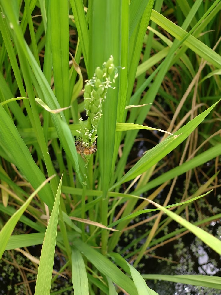 いね(稲) いね(稲)