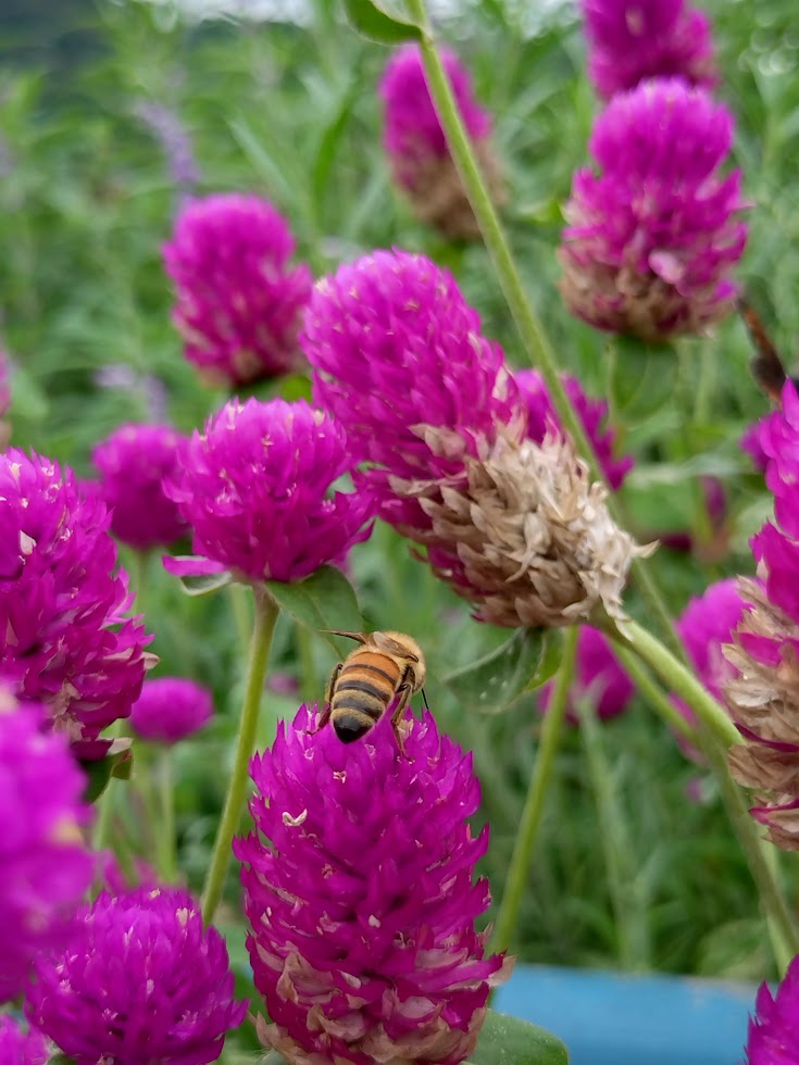 せんにちこう(千日紅) せんにちこう(千日紅)