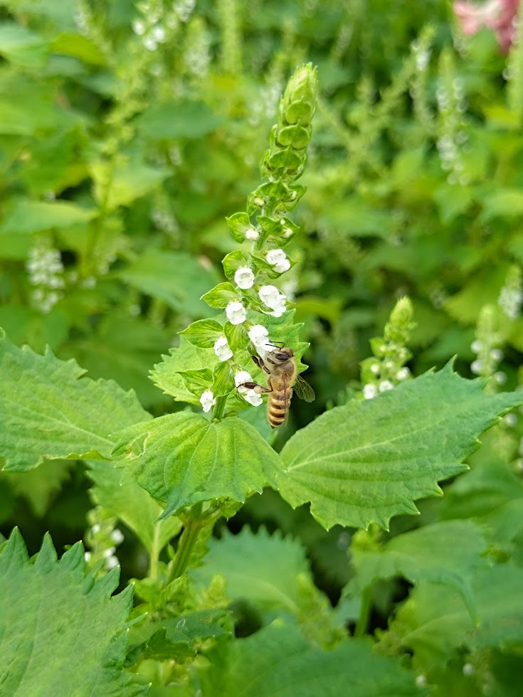 あおじそ（青紫蘇）