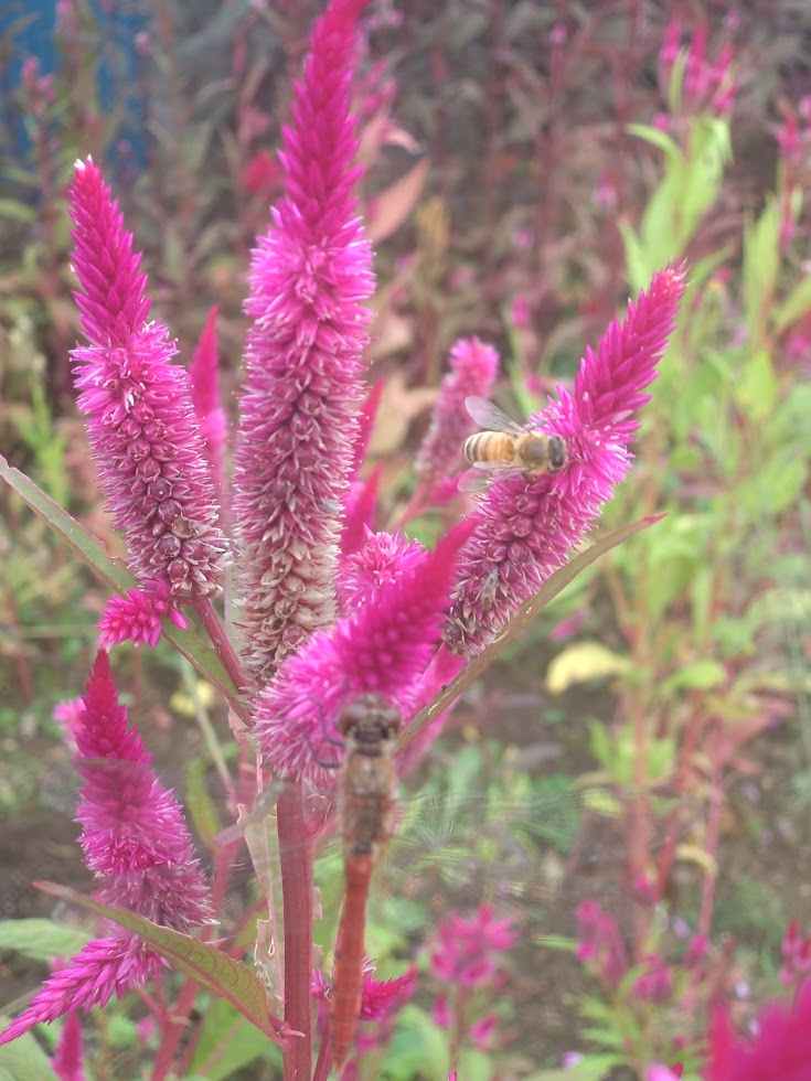 けいとう（鶏頭）